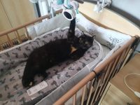 Kitty zoekt speelmaatje