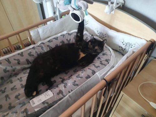 Kitty zoekt speelmaatje