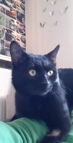 Gezocht een lieve kitten