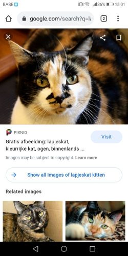 We zoeken een speelkameraadje voor onze minoes