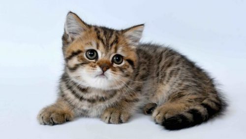 Ik ben opzoek naar een gratis baby kat omgeving MAASEIK Limburg