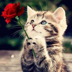 Kitten-ontmoette-Reed-Roos_1024x1024