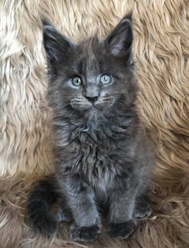 Op zoek naar jonge Kat of kitten