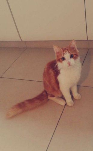 ik ben op zoek naar een rosse kat om te kopen.