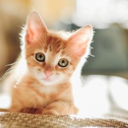 tiny-kitten-in-sunlight
