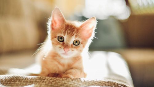 Ik zoek een kitten