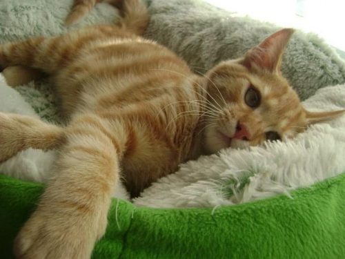 Gezocht Kitten (rosse kater)