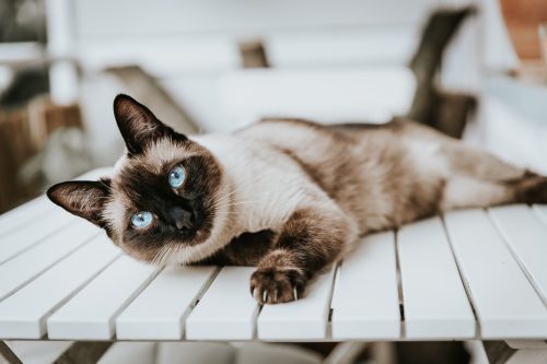 siamese kat
