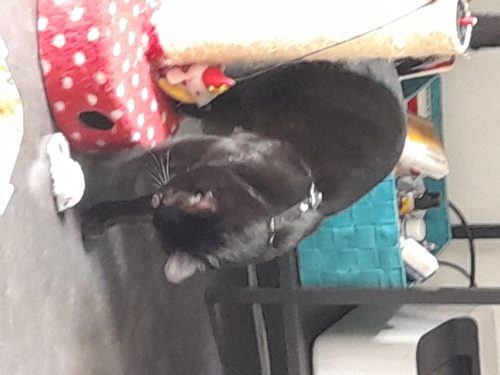 Jong katertje zoekt warme thuis