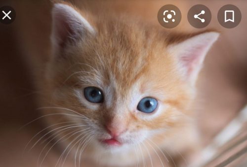 Gezocht kitten