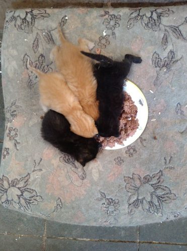 GEVONDEN KITTENS
