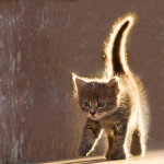 Ik zoek 2 gratis kittens