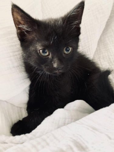 Kitten