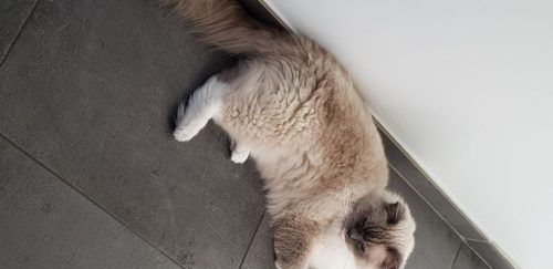 Lieve mannelijke kitten die met chiuaha kan leven