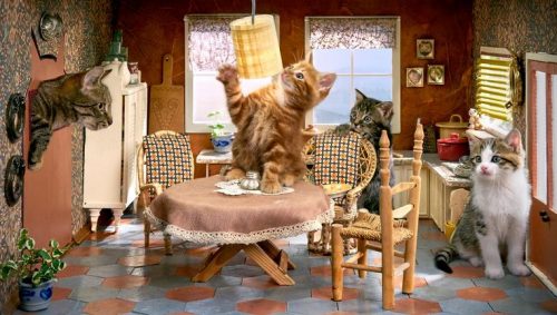 Ik zoek een gratis kitten om iemand die het hard nodig heeft gezelschap te houden.