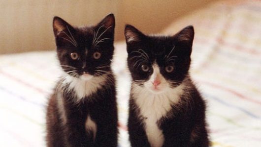 two-black-and-white-kittens-ineke-kamps