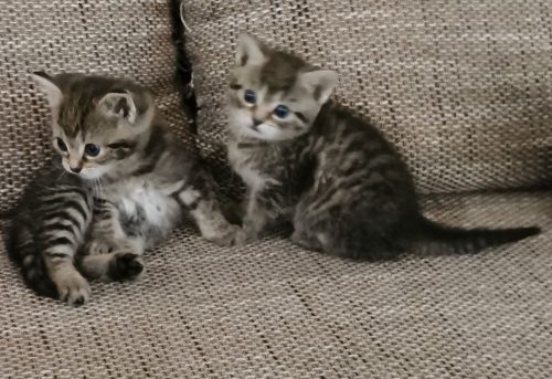 Ik ben opzoek naar een vrouw kitten