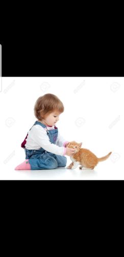 Kitten gezocht