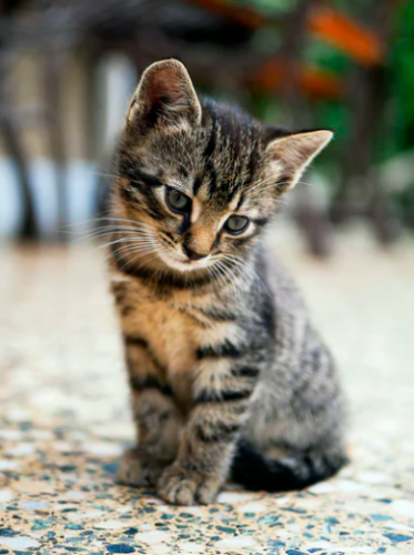 Jonge, sociale poes gezocht!