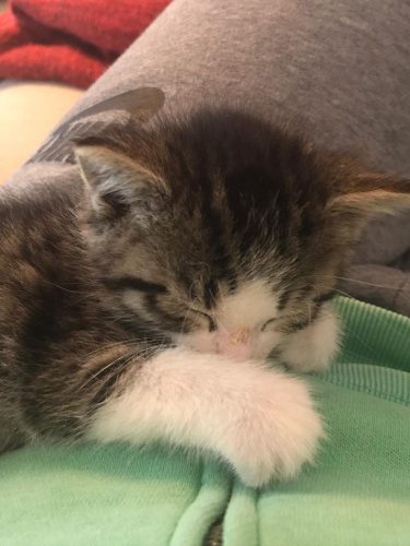 Kitten kattinnetje
