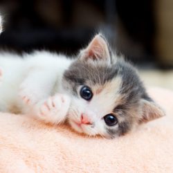 arrivée-dun-chaton-à-la-maison-768x547