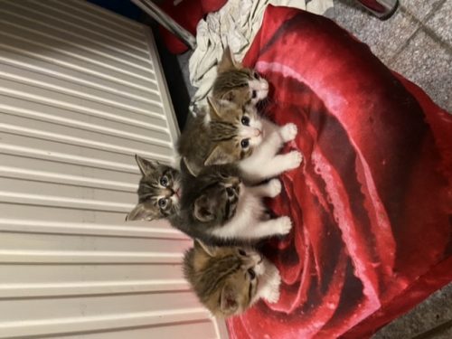 Gratis kittens