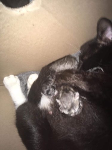 Gratis kittens te geef