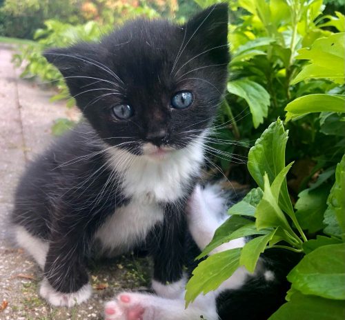 Kittens, 5 weken oud