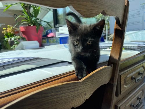 Zwart kitten