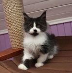 Schattige Maine Coon kittens ter adoptie