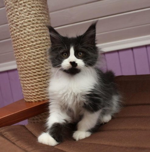 Schattige Maine Coon kittens ter adoptie