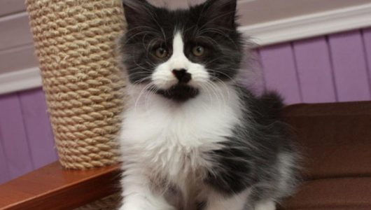 Corporation vrouwelijk Opeenvolgend Schattige Maine Coon kittens ter adoptie