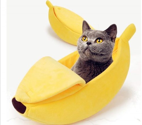 Meisje kitten