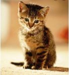 Kitten gezocht