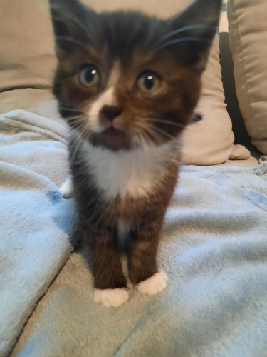 Wij zoeken ons gouden mandje