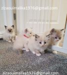 We hebben mannelijke en vrouwelijke kittens ter adoptie