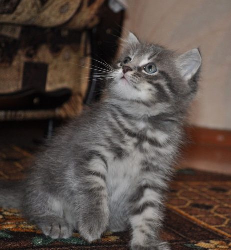 kitten (meisje) gezocht