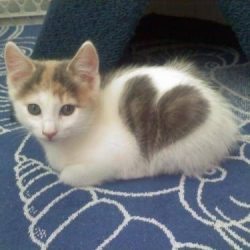 21 Cats With Fur Hearts