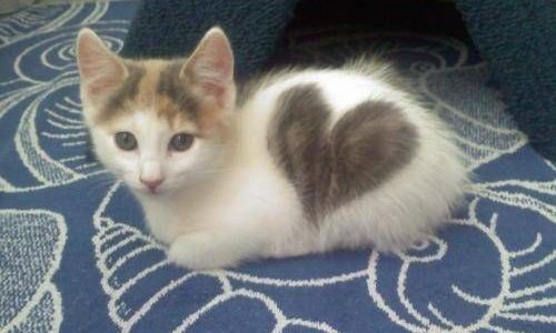 21 Cats With Fur Hearts