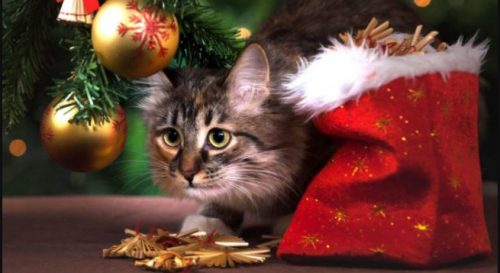 kitten gevraagd die onmiddellijk mee mag
