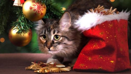 kat kerst