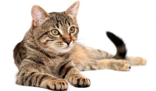 Op zoek naar een kitten