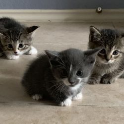 Healthy-Kittens
