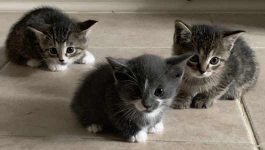 Healthy-Kittens