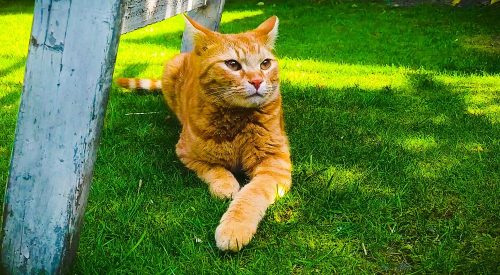 Op zoek naar een katje