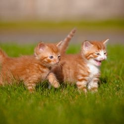 Cat-Cat_Guide-Two_young_kittens_playing_together_outside_on_the_grass