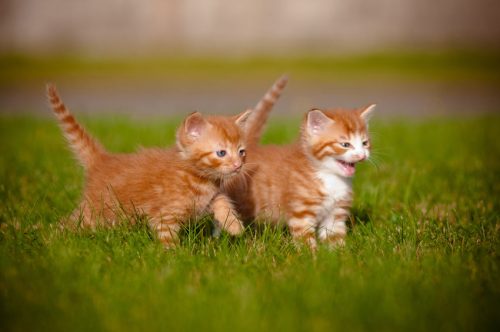 Gezocht regio leuven of tervuren, 2 kittens  : 1 ros  jongen en 1wit  meisje