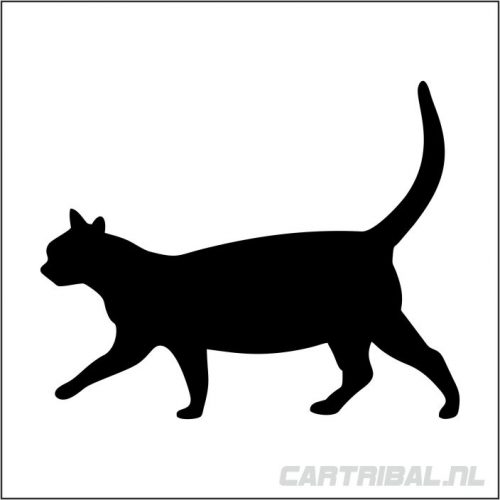 Jong poesje gezocht (geen raskat)