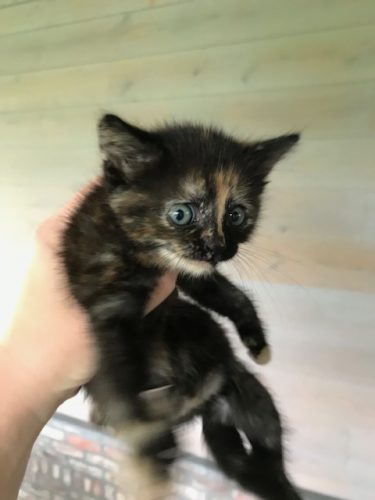 1 kitten regio oosterzele (gent)
