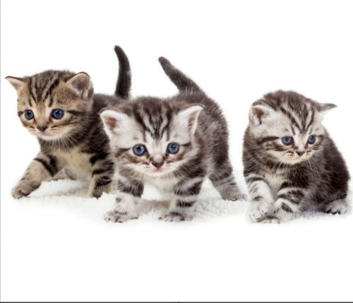 Een lief klein en knuffelbaar kittentje